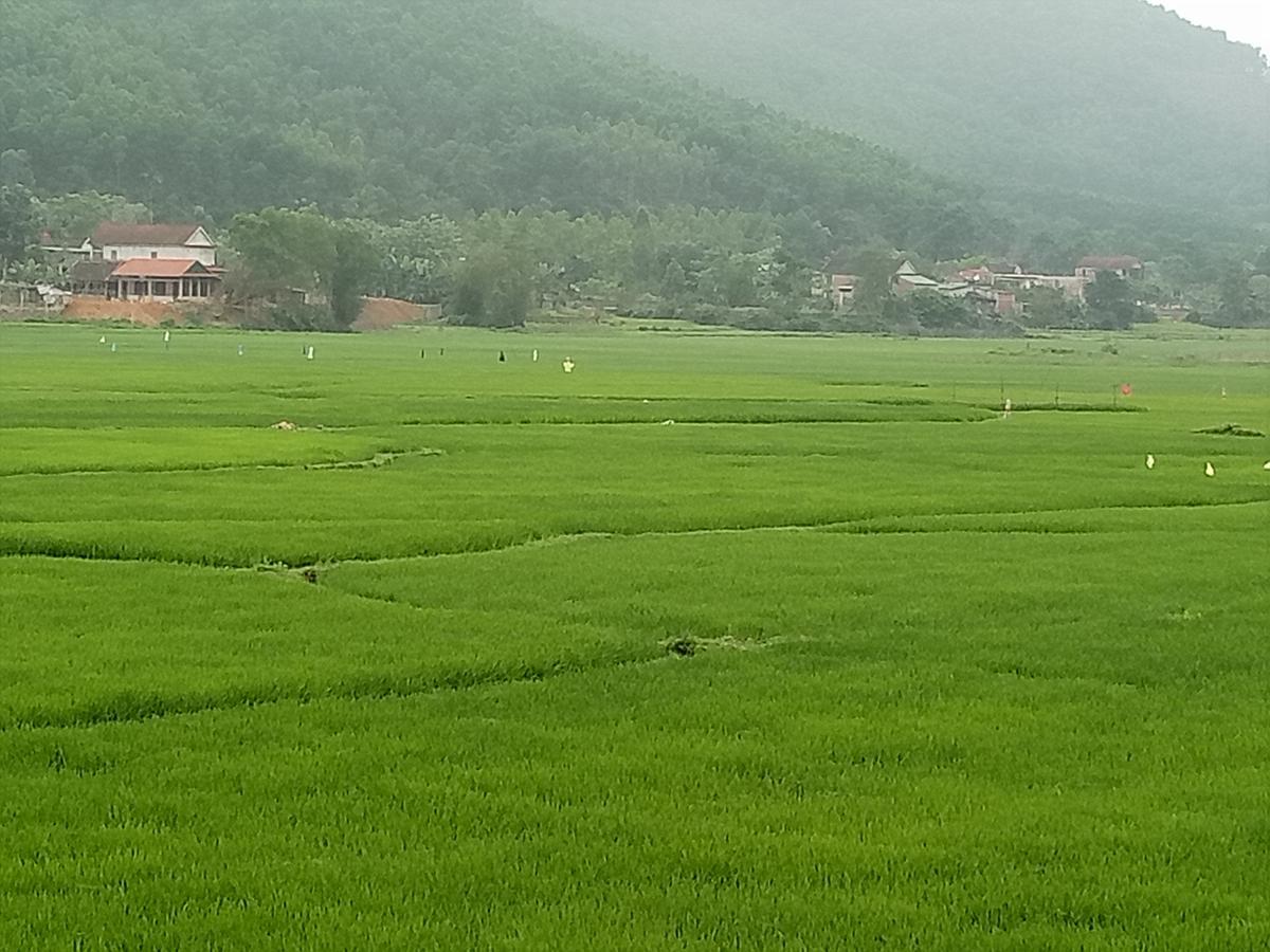 Phong Nha Rice Field Homestay エクステリア 写真