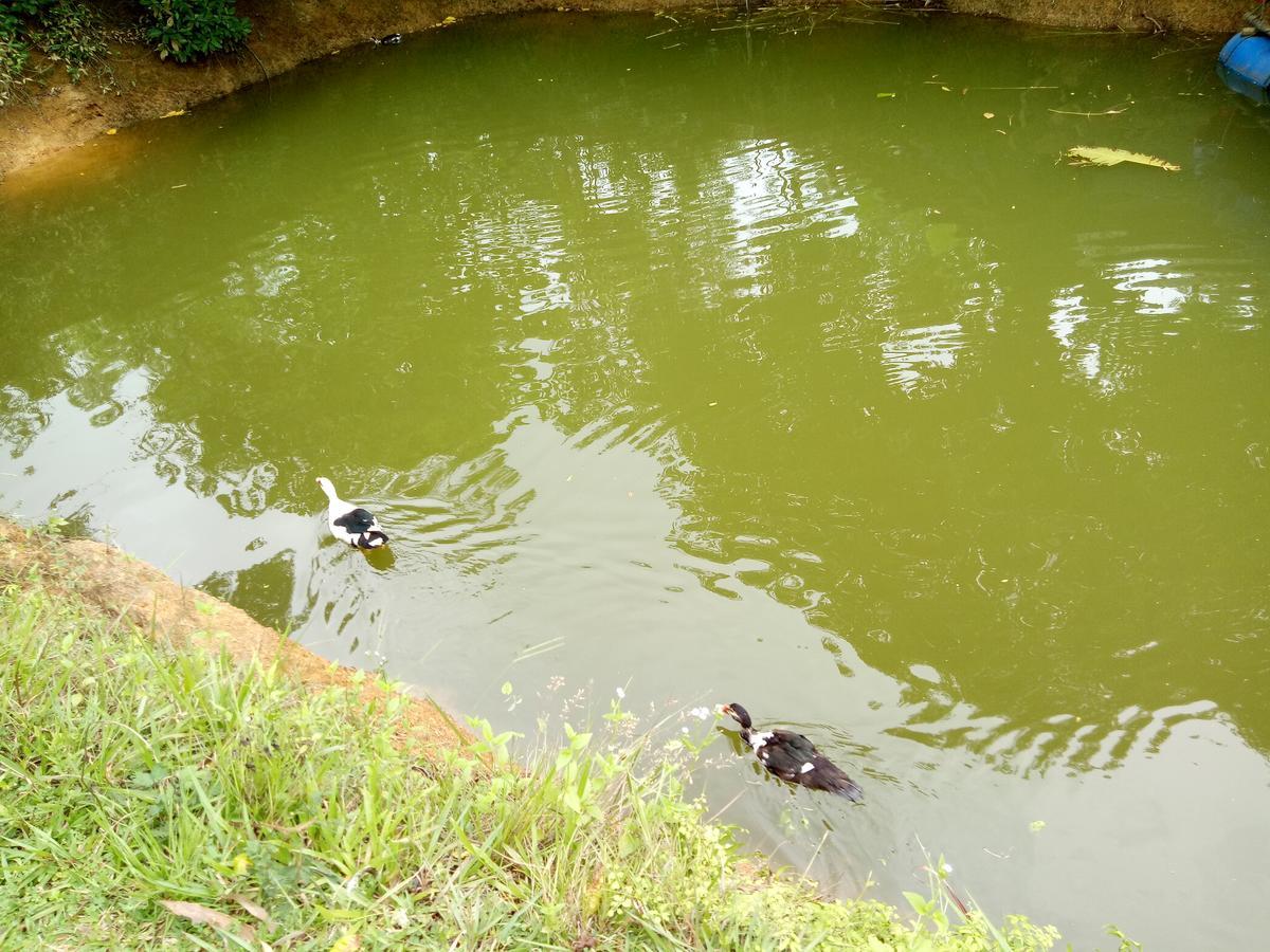 Phong Nha Rice Field Homestay エクステリア 写真