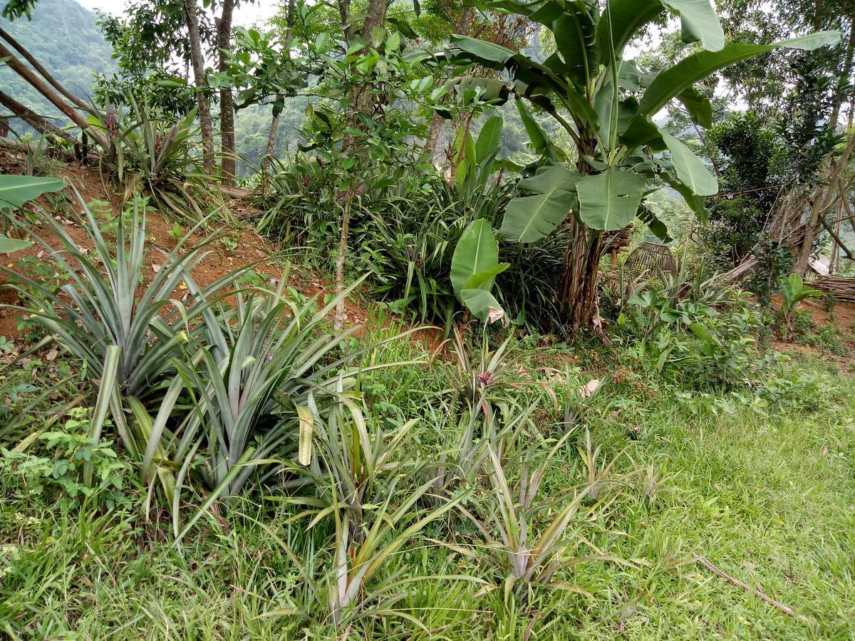 Phong Nha Rice Field Homestay エクステリア 写真