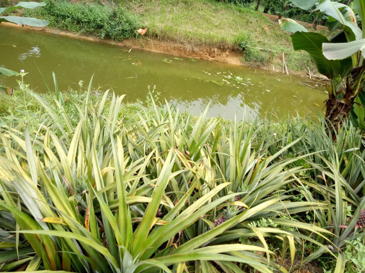 Phong Nha Rice Field Homestay エクステリア 写真