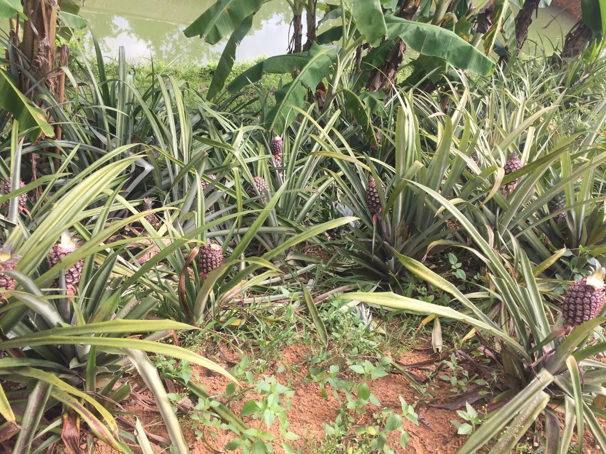 Phong Nha Rice Field Homestay エクステリア 写真